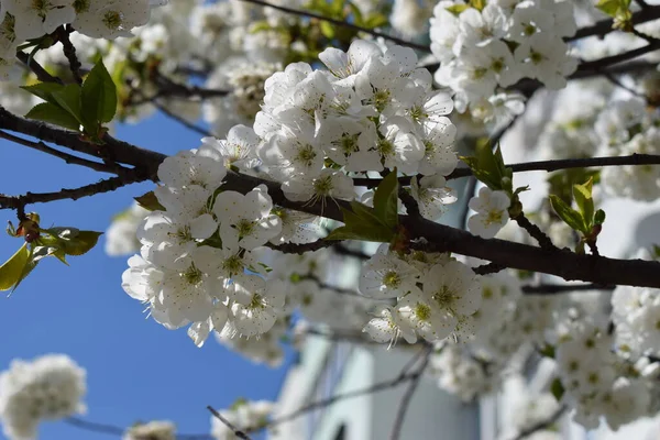 White Cherry Flowers Garden Sunny Day White Cherry Blossoms Sakura — Fotografia de Stock