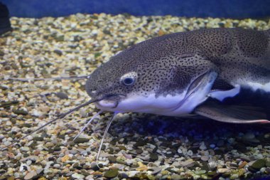 Oceanarium 'da büyük bir akvaryum tankında yüzen yayın balığının yakın görüntüsü. Bu bir Sheat-fish (Phractocephalus hemioliopterus), bir akvaryumda fotoğraflanmıştır..