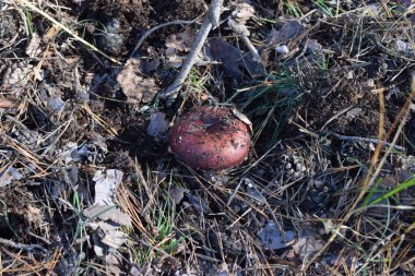 Doğal arka planda kahverengi bir orman mantarı. Yüksek kalite fotoğraf. Ormanda bir mantar iğneler ve çimenlerin altında, sonbahar ormanı ve mantar toplama. Seçici odak