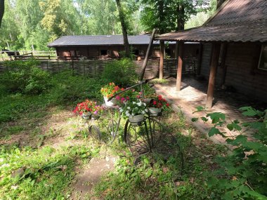 Peyzaj tasarımı. Güzel mavi ladin bahçesi, parlak sarı kasımpatı ve diğer bitkiler, yürüyüş için çakıl taşlı yollar. Çiçek manzarası. Bahçe Peyzaj Tasarımı.