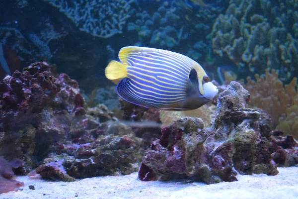 Ángel Los Peces Tropicales Pez Ángel Emperador Pomacanthus Imperator Tanque —  Fotos de Stock