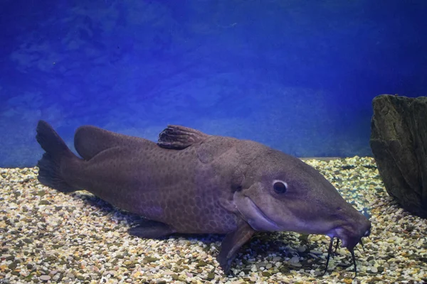 Zürafa yayın balığı (Auchenoglanis occidentalis) bir Afrika yayın balığıdır. Göllerin ve derelerin dibindeki bitkileri yiyor. Afrika 'nın dört bir yanında göllerde ve nehirlerde bulunur..