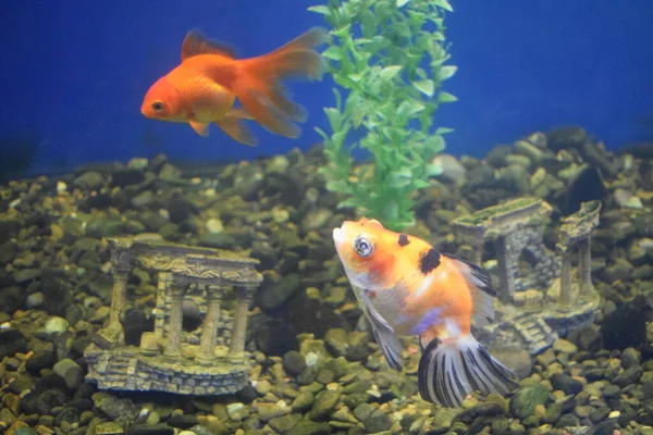 Freshwater aquarium fish, goldfish from Asia in aquarium