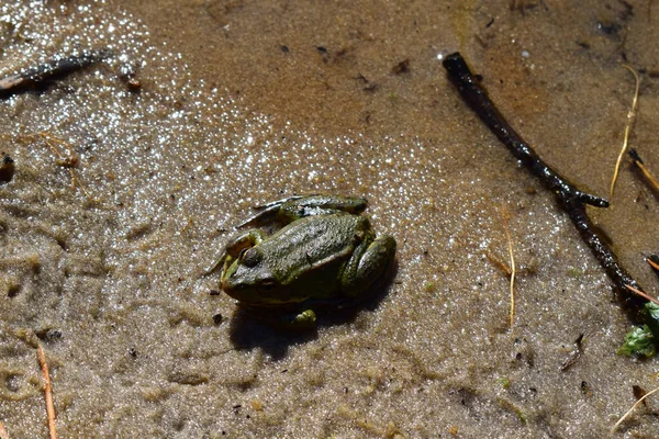 Orman gölündeki havuz kurbağası. Şirin ve komik yeşil kurbağa. Güzel ve renkli bir amfibi yaşam alanı kaybı yüzünden tehlike altında. Suda oturan yeşil bir kurbağa..
