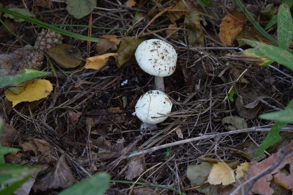 Mushrooms Growing Forest Selectiv Focus White Mushroom Grass — ストック写真