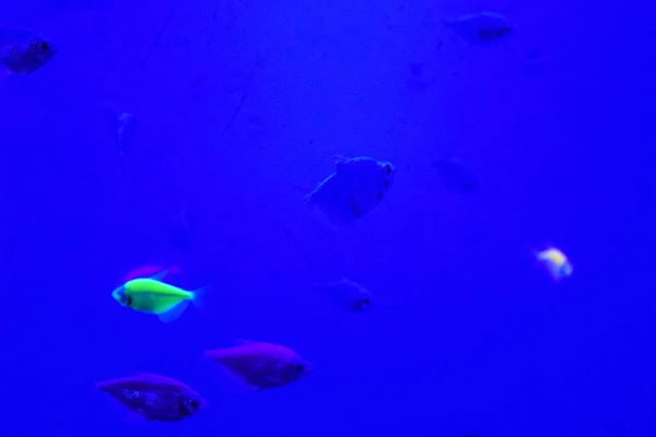 Багато Дрібних Яскравих Коркових Риб Чистій Блакитній Воді Плавають Хаотично — стокове фото