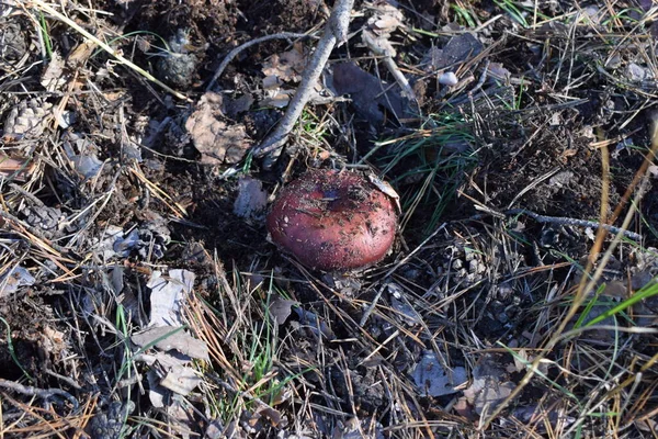 Doğal arka planda kahverengi bir orman mantarı. Yüksek kalite fotoğraf. Ormanda bir mantar iğneler ve çimenlerin altında, sonbahar ormanı ve mantar toplama. Seçici odak