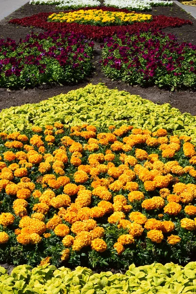 Hermosas Flores Caléndula Naranja Increíbles Flores Verano Arbusto Caléndula Flora — Foto de Stock