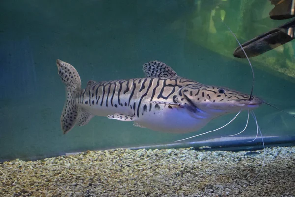 Pseudoplatystoma Tigrinum Fish Tiger Sorubim Long Whiskered Catfish Beautiful Exotic — Stock Photo, Image