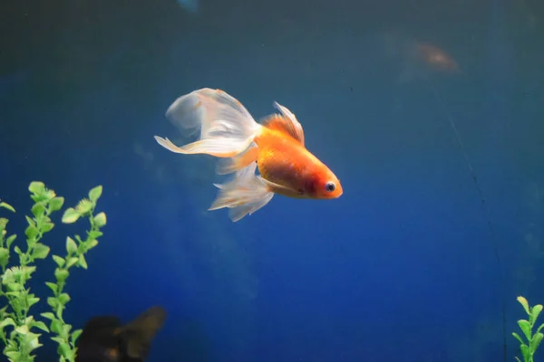 Прісноводні Акваріумні Риби Золоті Рибки Азії Акваріумі Золота Рибка Китайському — стокове фото