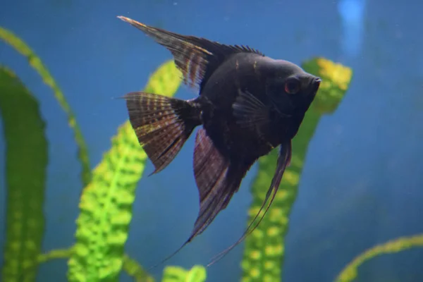 Peixe Cichlids Colorido Pterophyllum Scalare Está Nadando Debaixo Água Aquário — Fotografia de Stock