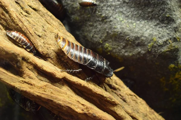 Madagaskar tıslayan hamamböceği, (Gromphadorhina alametleri))