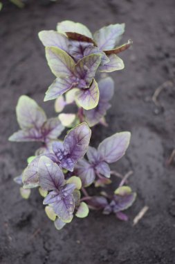 Genç mor Basil bahçede yetişiyor. Mor ve yeşil fesleğenli yakın çekim, üst manzara. Fesleğen. Bahçe yatağında güzel kokulu baharatlar yetişiyor. Genç, taze yetişmiş fesleğen.
