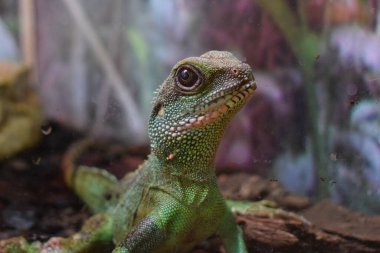 Asya su ejderhası tek başına duruyor, sırtından deri döküyor. Çin ve Güneydoğu Asya 'ya özgü bir kertenkele türüdür. Yeşil Çin Su Ejderhası. Physignathus cocincinus.