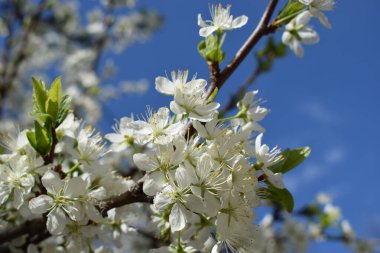 Güneşli bir günde bahçede beyaz kiraz çiçekleri. Beyaz kiraz çiçekleri. Sakura ağaçları tamamen çiçek açar. Mavi gökyüzünün altındaki ağaçta beyaz kiraz çiçeklerinin güzel dallarının seçici odağı