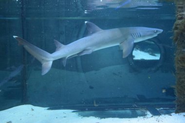 Resif köpekbalığı (Triaenodon obesus), karharinaceous familyasından gri köpekbalığı familyasından tek resif köpekbalığı türüdür. Hint ve Pasifik okyanuslarında yaşarlar..