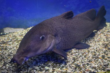 Zürafa yayın balığı Auchenoglanis Occidentalis tatlı su akvaryumunda.