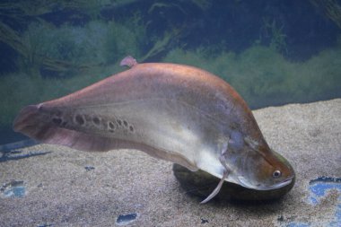 Chitala tatlı su akvaryumunda süslenir..