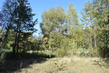 Kum tepelerinde büyüyen ladin ormanları. Gizemli orman manzarası. Sıcak bir günde kum tepesinde boş bir çam ormanı manzarası. Güneşli bir günde ormanda çam ağaçları.