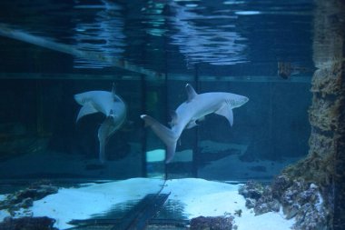 Resif köpekbalığı (Triaenodon obesus), karharinaceous familyasından gri köpekbalığı familyasından tek resif köpekbalığı türüdür. Hint ve Pasifik okyanuslarında yaşarlar..