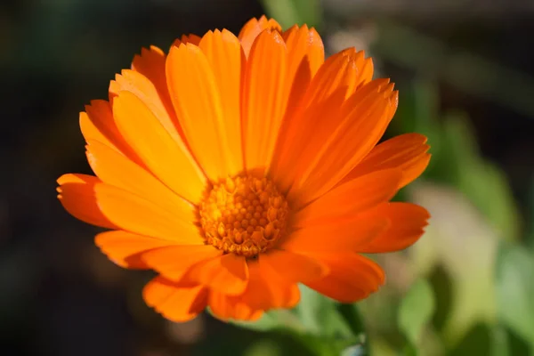 Narancssárga Napraforgóvirág Virágzó Körömvirág Friss Bio Calendula Körömvirág Háttér Gyógyfüvek — Stock Fotó