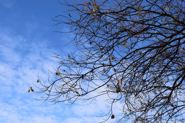 Ωραία Πολύχρωμα Φύλλα Στον Όμορφο Γαλάζιο Ουρανό Όμορφα Χρυσά Φύλλα — Φωτογραφία Αρχείου