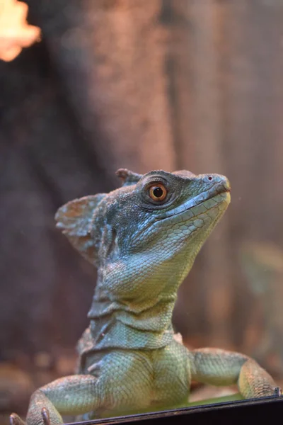 Падение Василиска Basiliscus Plumifrons Известный Зелёный Василиск Василиск Двойными Гребнями — стоковое фото