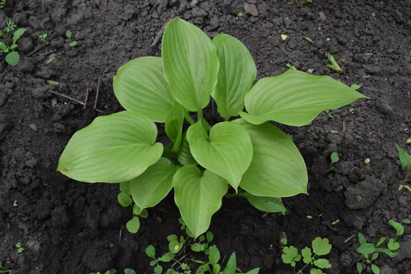 Zöld Bokor Hosta Hosta Elmegy Természet Háttér Kép Gyönyörű Hosta — Stock Fotó