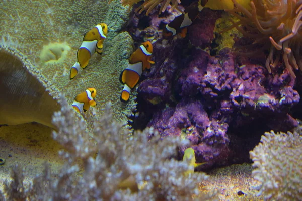 Aquarium fish Black and white fish clown (Amphiprion ocellaris). Clownfish or anemonefish are fishes from the subfamily Amphiprioninae in the family Pomacentridae