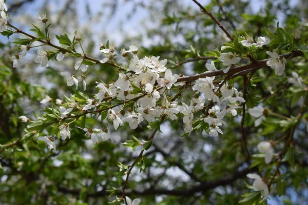 樱花盛开 蓝天背景下樱桃树洁白细腻的色彩 — 图库照片
