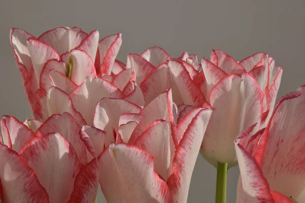 Tulipes Blanches Avec Des Bandes Rouges Sur Les Pétales Sur — Photo