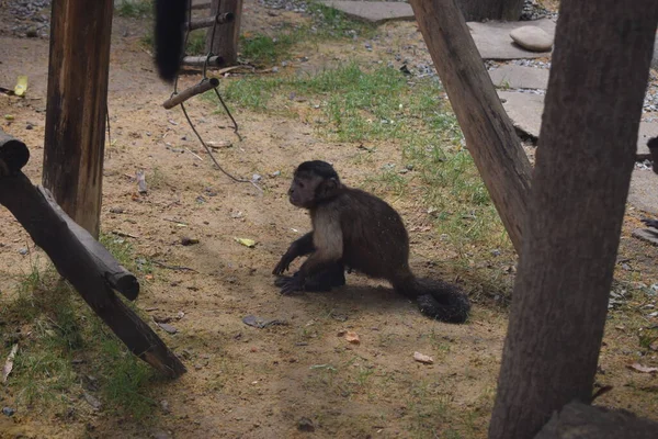 Kleiner Kapuzineraffe Junges Kapuzineraffen Säugetier Sapajus Apella Getupfter Kapuziner Amazonas — Stockfoto