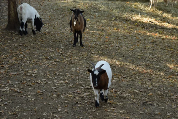 Pequeño Cabrito Cabra Granja Zoológico Contacto — Foto de Stock