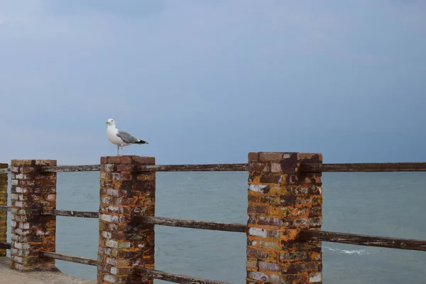 One Seagull Sits Old Sea Pier European Herring Gull Seagull — Stock Photo, Image