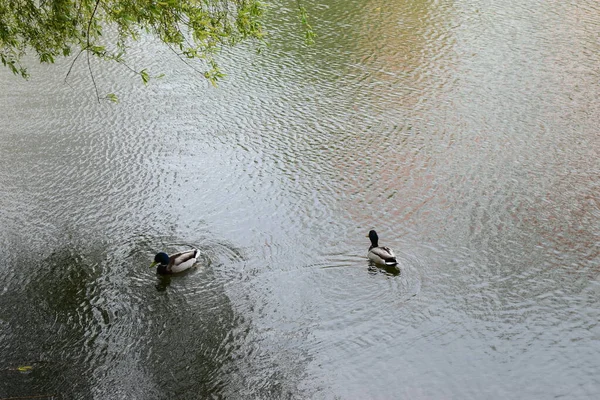 Zwei Enten Teich Zwei Stockenten Schwimmen Einem Teich Schöne Wasservögel — Stockfoto