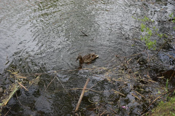 Wild Duck Female Dirty River Water Ducks Natural Habitat Area — Stock Fotó