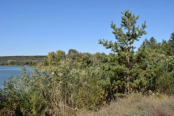 Sonbahar öğleden sonra Orman Gölü 'nde. Ağaçların yansıması olan sakin su. Lake 'in çekici sabah manzarası. Temiz, taze doğa, dokunulmamış. Arka planda orman var. Ulusal rezerv