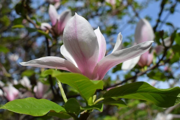 Blommig Magnolia Träd Med Stora Rosa Blommor Närbild Lila Blommande — Stockfoto