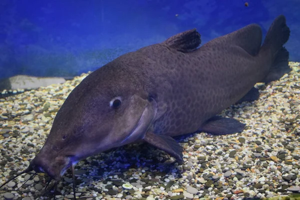 Zürafa yayın balığı Auchenoglanis Occidentalis tatlı su akvaryumunda.