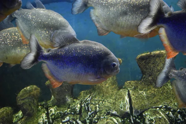 Piraňa Rudobřišní Piraňa Červená Pygocentrus Nattereri — Stock fotografie