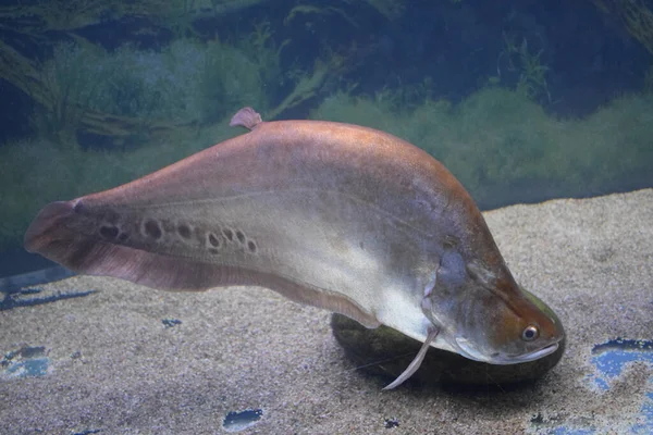 Chitala Ornate Freshwater Aquarium — Stock Photo, Image