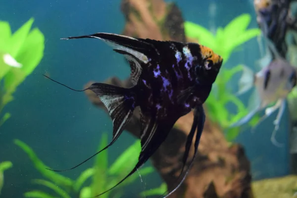 Koi Melek Balığı Pterophyllum Scalare Bulanık Arka Planlı Akvaryum Balığı — Stok fotoğraf