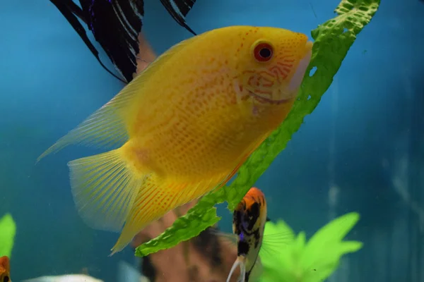 Heros Efasciatus Severum Cichlid Nada Aquário Heros Severus Nadar Aquário — Fotografia de Stock