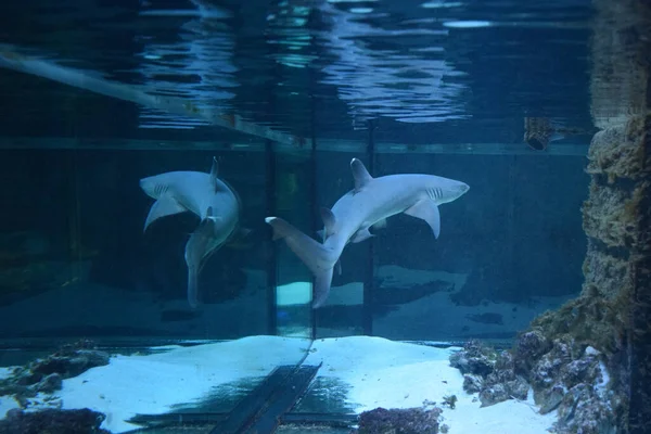 Resif köpekbalığı (Triaenodon obesus), karharinaceous familyasından gri köpekbalığı familyasından tek resif köpekbalığı türüdür. Hint ve Pasifik okyanuslarında yaşarlar..