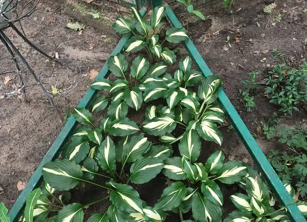 Yeşil çalı Hosta. Hosta gidiyor. Doğa arkaplan resmi. Güzel Hosta arka planda kalır. Hosta - peyzaj parkı ve bahçe tasarımı için süs bitkisi.
