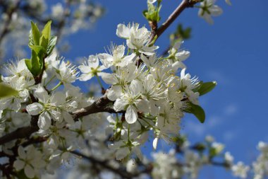 Güneşli bir günde bahçede beyaz kiraz çiçekleri. Beyaz kiraz çiçekleri. Sakura ağaçları tamamen çiçek açar. Mavi gökyüzünün altındaki ağaçta beyaz kiraz çiçeklerinin güzel dallarının seçici odağı