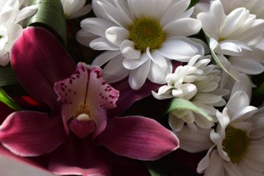 Seçici odak noktası güzel bir buket kasımpatı orkide çiçekleri pembe renkte. Çiçek dükkanı konsepti. Güzel, taze bir buket. Mor vanda orkidesi ve beyaz kasımpatı grubu