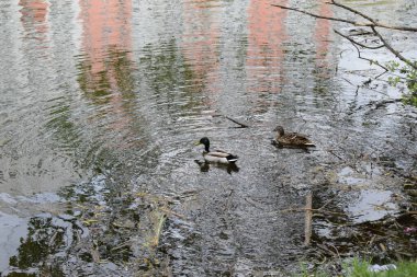Kapalı kapılar ardında iki vahşi ördek bir bahar günü nehirde yüzer. Vahşi yaşam. Mallard ördekleri gölde yüzer. Yaban ördeği (Anas platyrhynchos), ördekgiller (Anas) familyasından bir ördek türü. Bir çift ördek. Yaban ördeği çiftini kapatın.