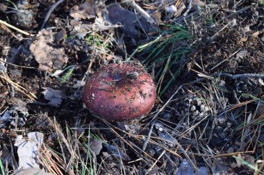 Doğal arka planda kahverengi bir orman mantarı. Yüksek kalite fotoğraf. Ormanda bir mantar iğneler ve çimenlerin altında, sonbahar ormanı ve mantar toplama. Seçici odak