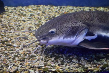 Oceanarium 'da büyük bir akvaryum tankında yüzen yayın balığının yakın görüntüsü. Bu bir Sheat-fish (Phractocephalus hemioliopterus), bir akvaryumda fotoğraflanmıştır..